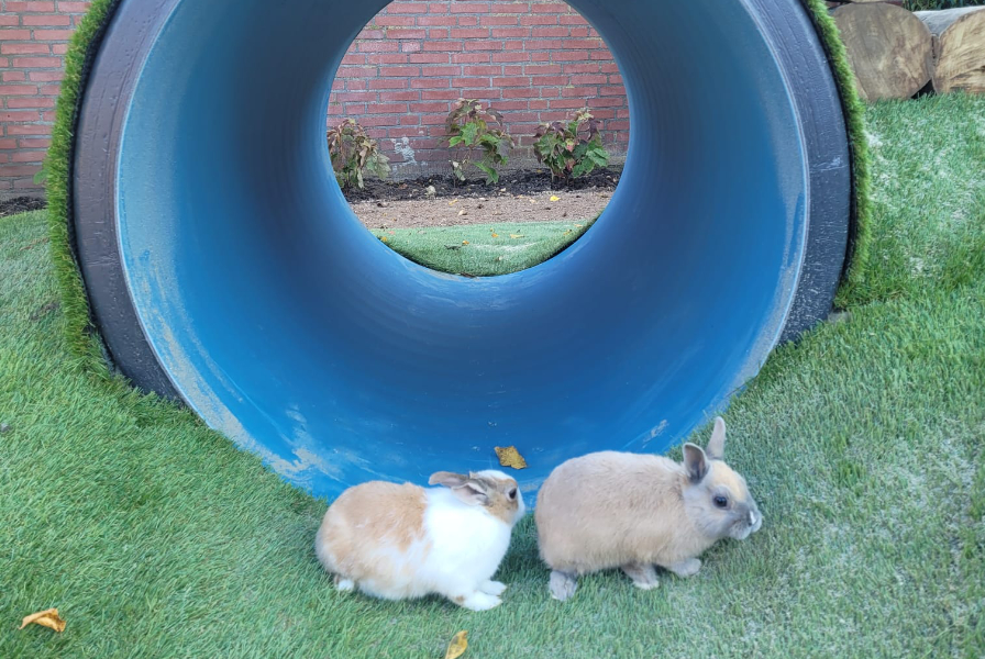 kreite-konijnen-buis.jpg